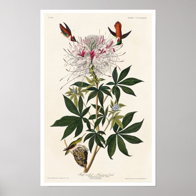 Póster Pajarito de cuello alto, de Audubon Poster (Frente)