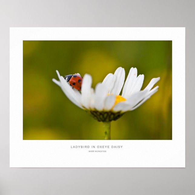 Póster Pajarito en Oxeye Daisy - Pared Print. (Frente)
