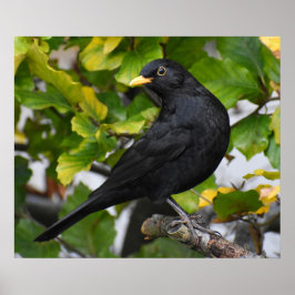 Póster Pajarito guapo