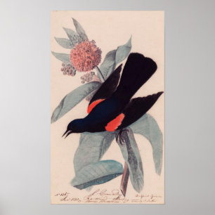 Póster Pajarito rojo alado por John James Audubon