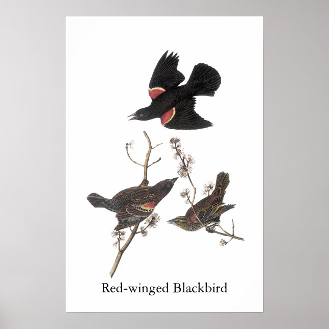 Póster Pajarito Rojo, John Audubon (Frente)