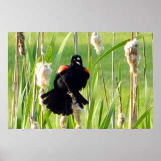 Póster Pajarito rojo sobre Poster de cañas
