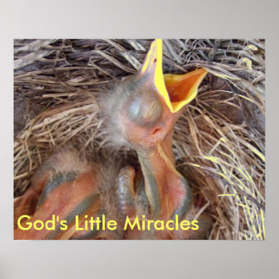 Póster pajaritos - Pequeños Milagros de Dios