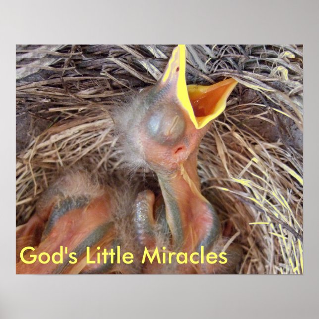 Póster pajaritos - Pequeños Milagros de Dios (Frente)