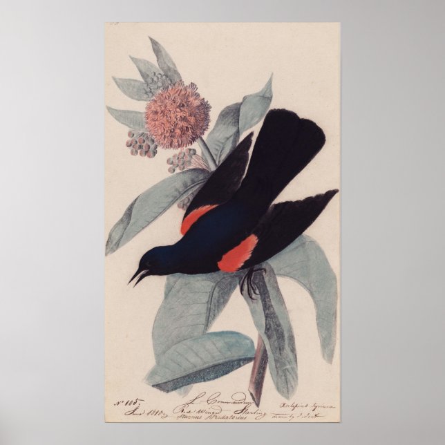 Póster Pajariz roja alada de John James Audubon (Frente)