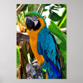Póster Pájaro Amarillo Y Ave Azul De Macao