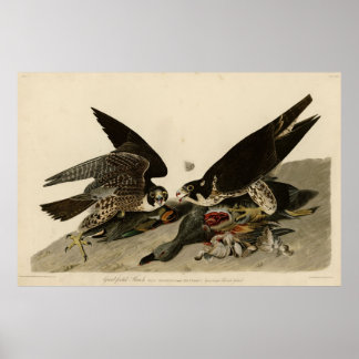 Póster Pájaro, América, Halcón con Pecho Grande, Audubon,