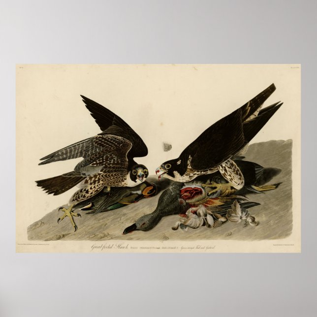 Póster Pájaro, América, Halcón con Pecho Grande, Audubon, (Frente)