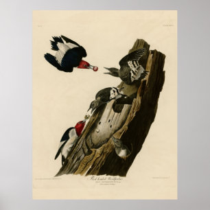 Póster Pájaro, América, pájaro carpintero de cabeza roja,
