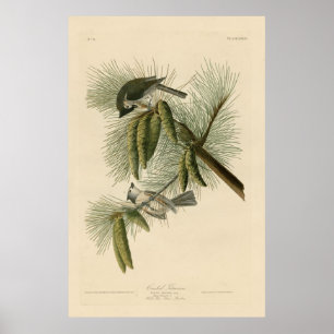 Póster Pájaro, América, Titmouse en reposo, audubón, cose