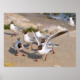 Póster Pájaro animal Gulls con cabeza negra en la playa