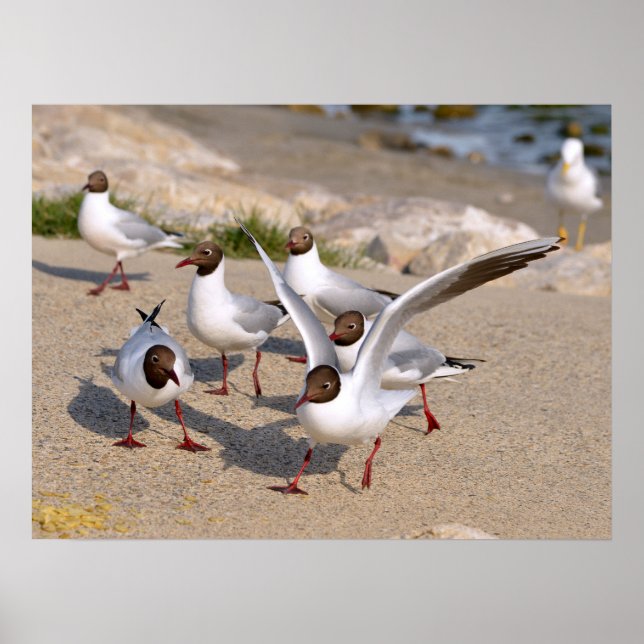 Póster Pájaro animal Gulls con cabeza negra en la playa (Frente)