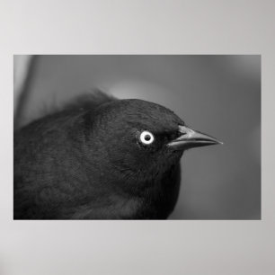 Póster Pájaro asustadizo de Hitchcock