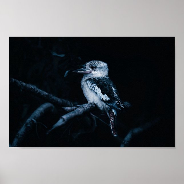Póster Pájaro australiano Kookaburra (Frente)