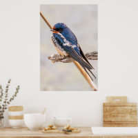 Pájaro azul, barbecho de barn, fotografía canadien