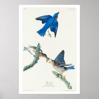 Póster Pájaro azul de Audubon Poster