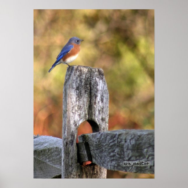 Póster Pájaro azul de la felicidad - Poster (Frente)