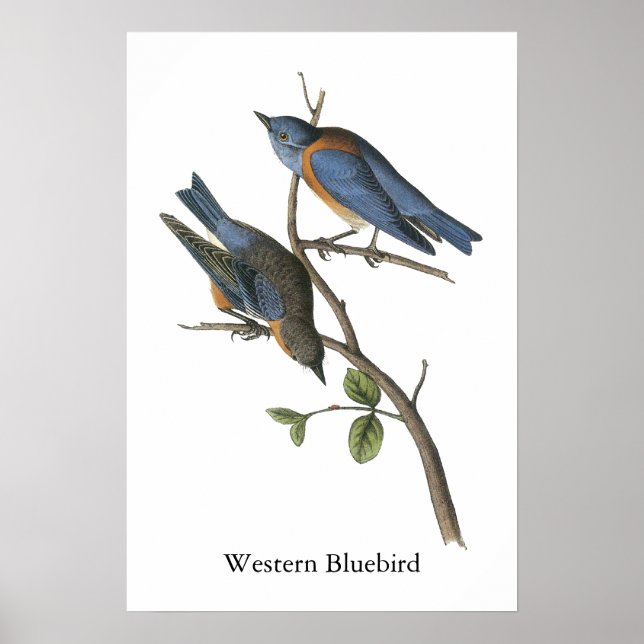 Póster Pájaro azul occidental, John Audubon (Frente)