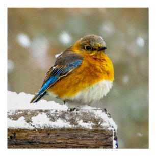 Póster Pájaro azul oriental en nieve - Fotografía origina