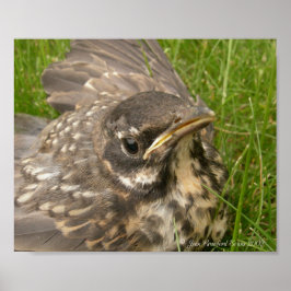 Póster Pájaro bebé