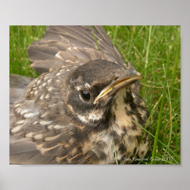 Póster Pájaro bebé (Frente)