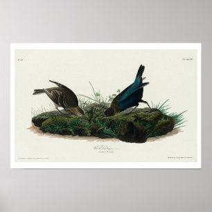 Póster Pájaro boli de Audubon Poster