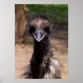 Póster Pájaro Bonito