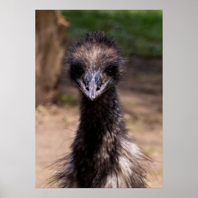 Póster Pájaro Bonito (Frente)
