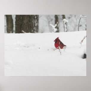 Póster Pájaro cardenal en foto de nieve en invierno