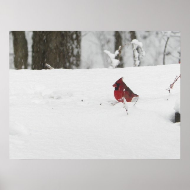 Póster Pájaro cardenal en foto de nieve en invierno (Frente)