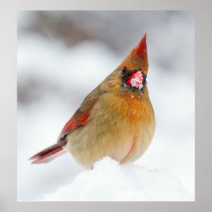 Póster Pájaro cardenal femenino en la nieve