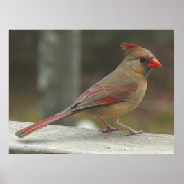 Póster Pájaro cardinal femenino del norte
