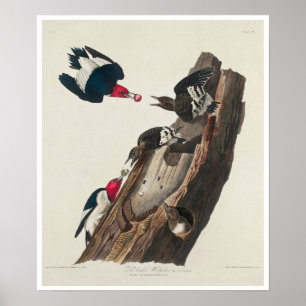 Póster Pájaro carpintero de cabeza roja de Audubon Poster