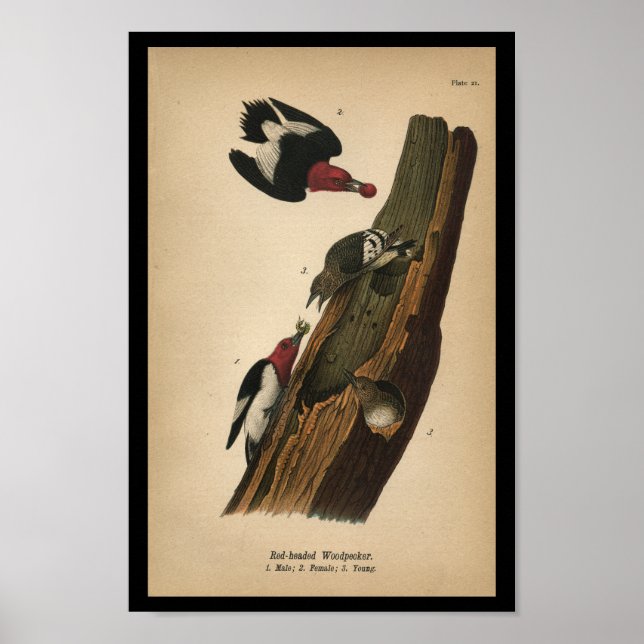 Póster Pájaro carpintero de cabeza roja impreso para aves (Frente)