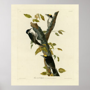 Póster Pájaro carpintero de tres pies - Aves de América d