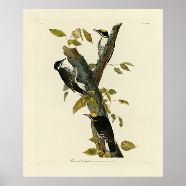 Póster Pájaro carpintero de tres pies - Aves de América d (Frente)