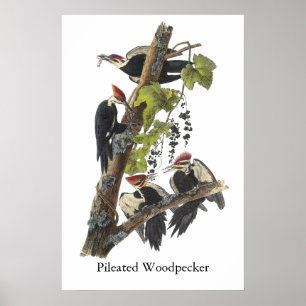 Póster Pájaro carpintero perpendicular, John Audubon