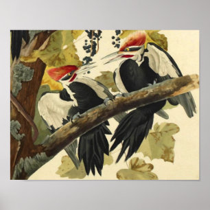 Póster Pájaro carpintero perpendicular, John James Audubo