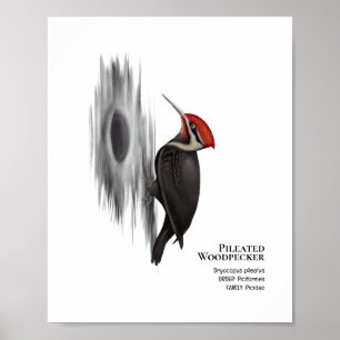 Póster Pájaro carpintero perpendicular, pájaro macho