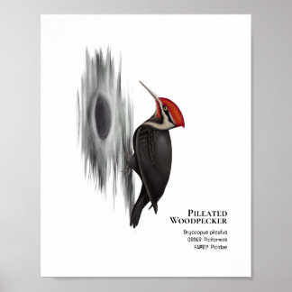 Póster Pájaro carpintero perpendicular, pájaro macho