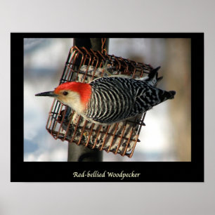 Póster Pájaro carpintero rojo