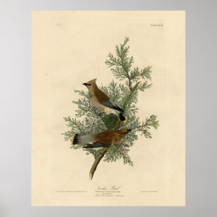 Póster Pájaro cedro, pájaros auduónicos cedrales de Améri