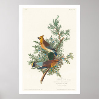 Póster Pájaro cedro por Poster Audubon
