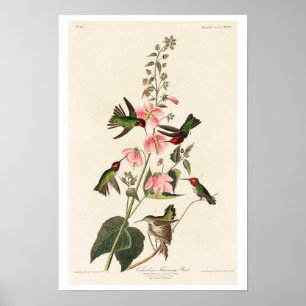 Póster Pájaro colombiano que atrapa a un Poster audubónic