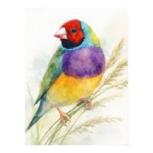 Pájaro colorido pinzón de Gould