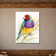 Pájaro colorido pinzón de Gould