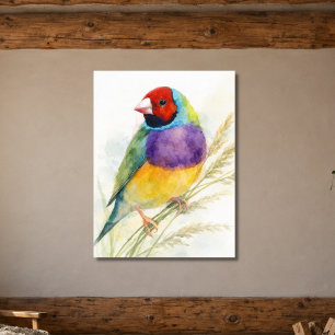 Póster Pájaro colorido pinzón de Gould