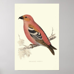 Póster Pájaro cruzado de la cuenta