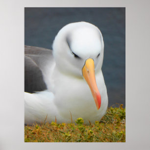 Póster Pájaro de Albatros frente a la costa de Nueva Zela