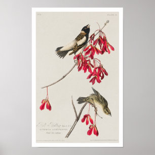 Póster Pájaro de arroz por Poster Audubon